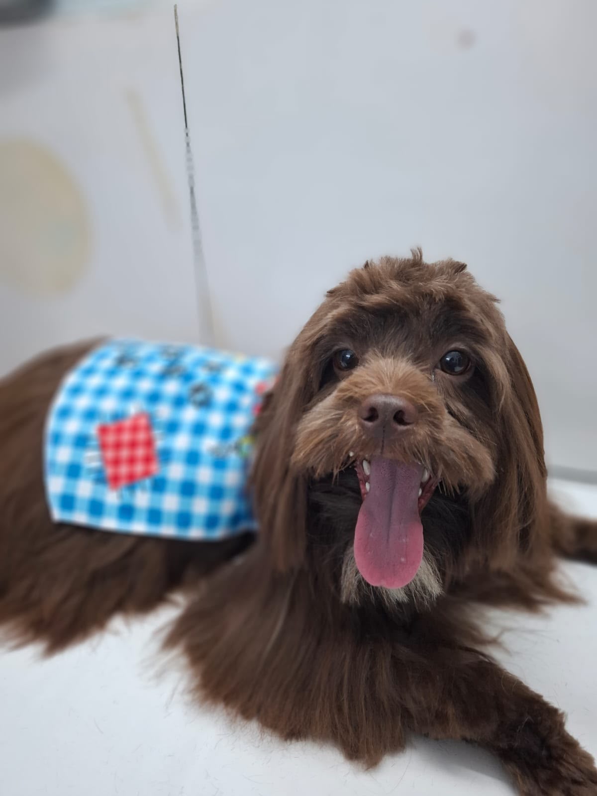 Cãozinho marrom na clínica veterinária
